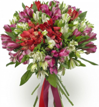 Альстромерии Микс № 3